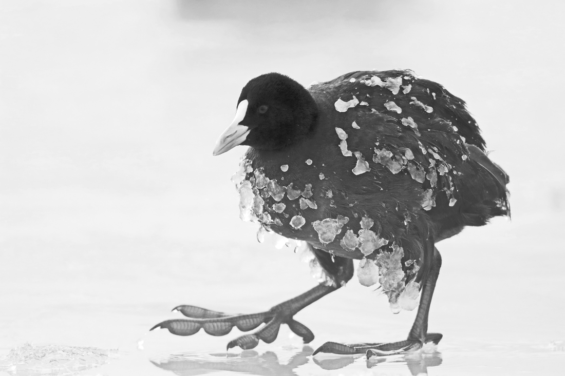 From the life of birds.