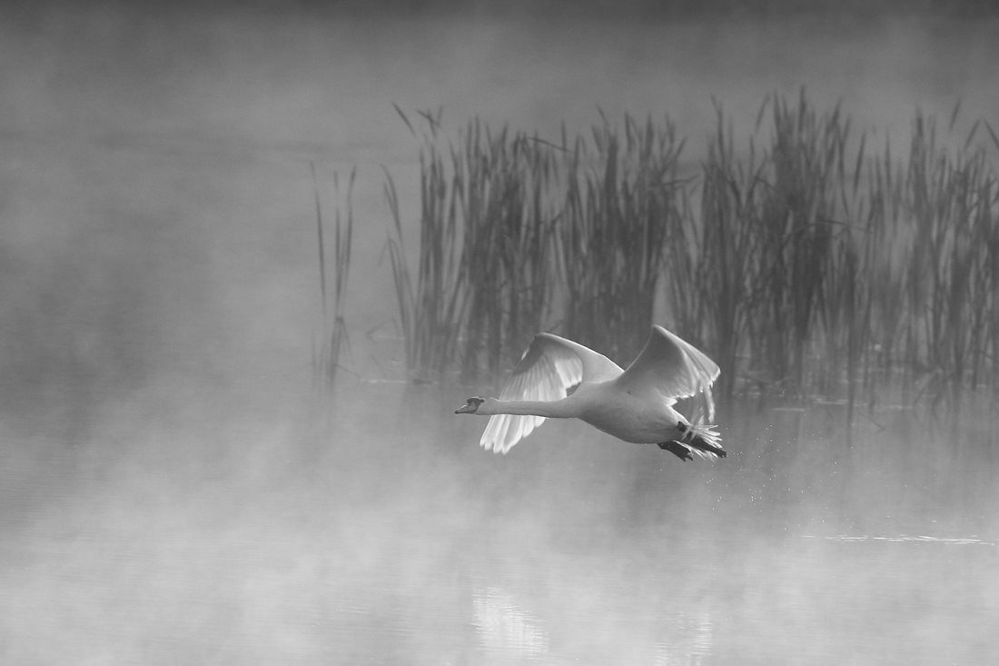 From the life of birds.