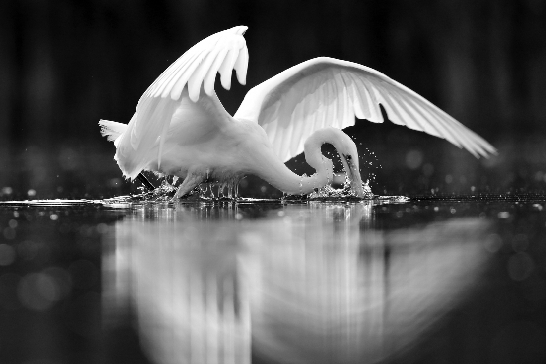 From the life of birds.