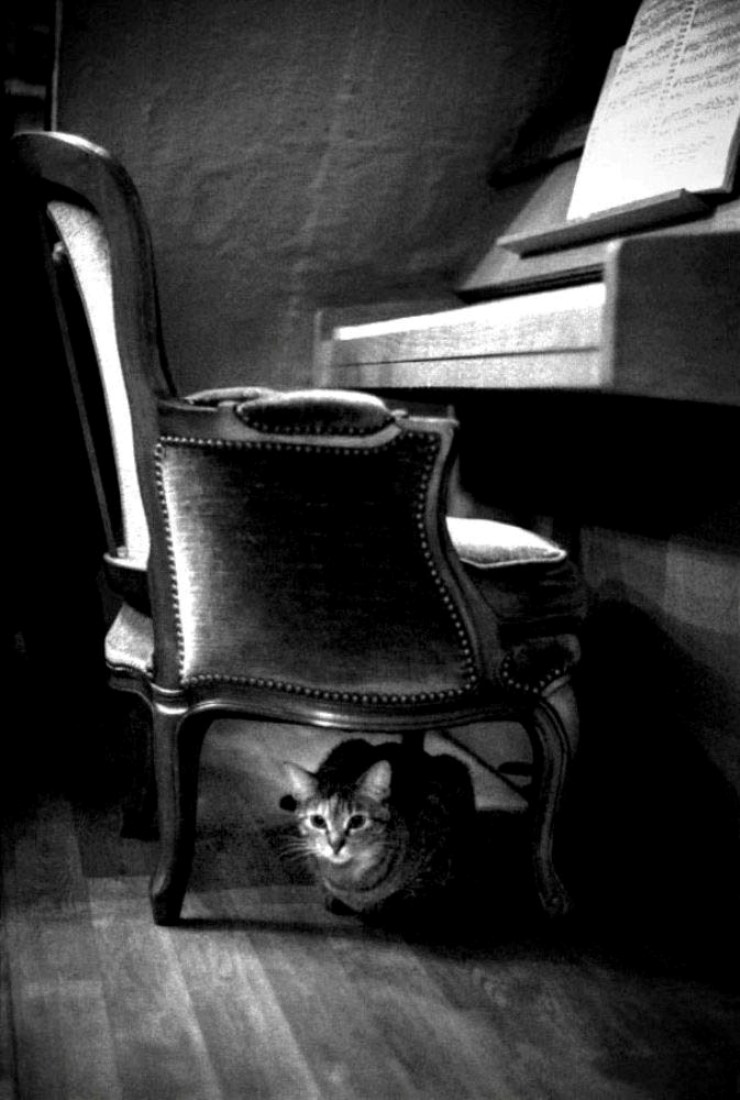 THE LYRIC POETRY - A CAT