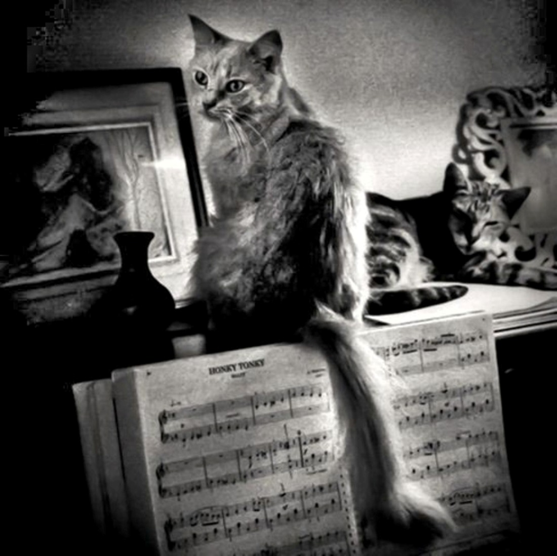 THE LYRIC POETRY - A CAT