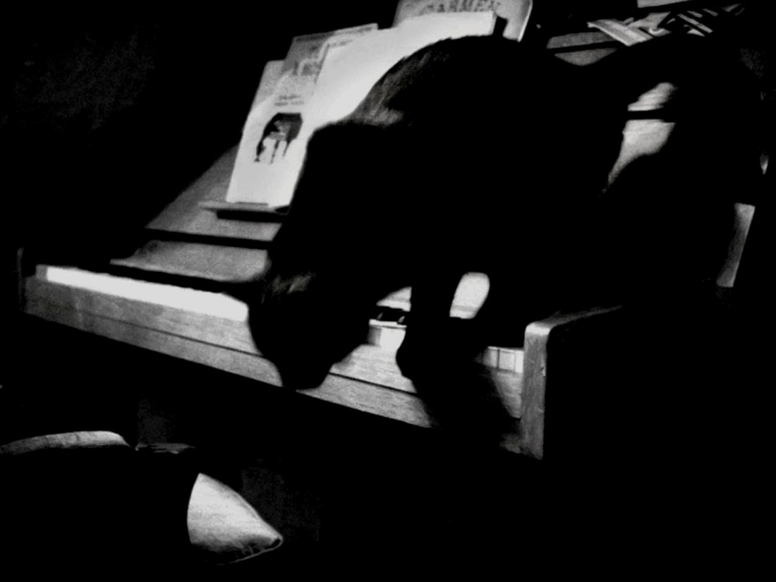 THE LYRIC POETRY - A CAT