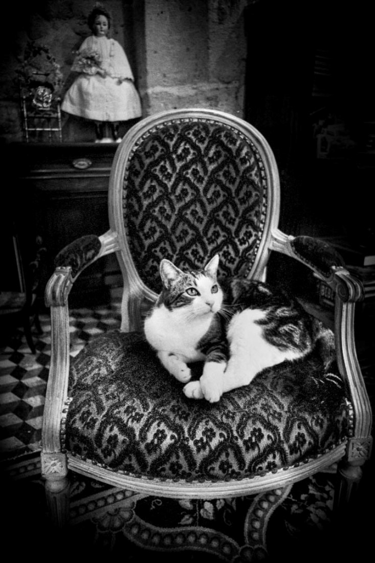 THE LYRIC POETRY - A CAT