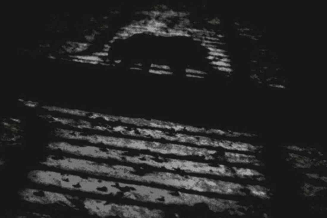 THE LYRIC POETRY - A CAT