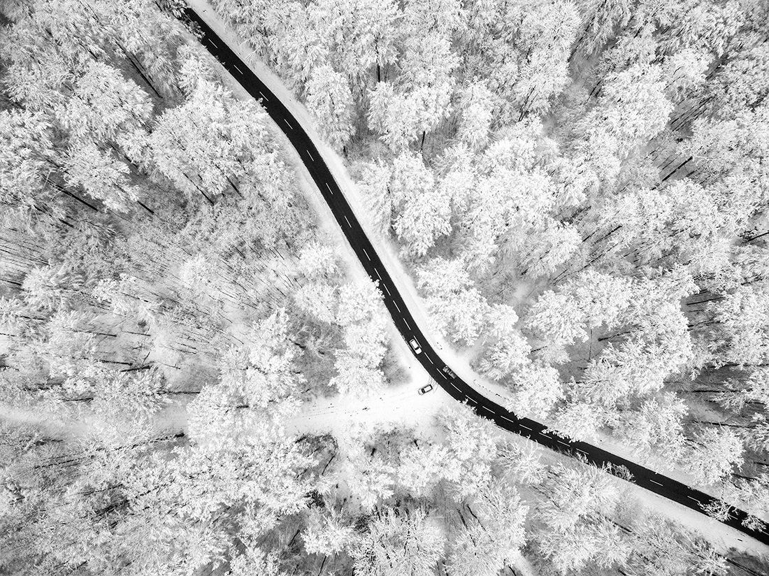 In the middle of the forest