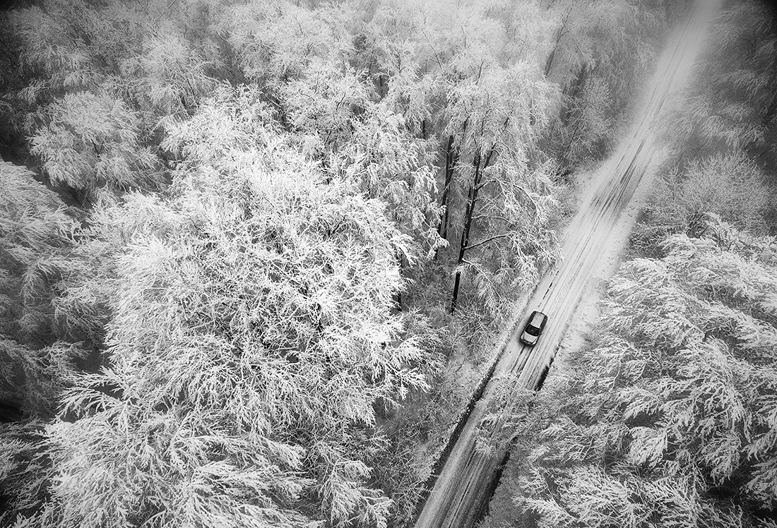 Alone in winter forest