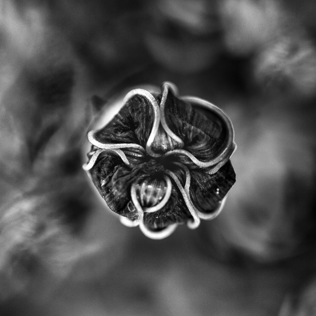 Cosmoflora