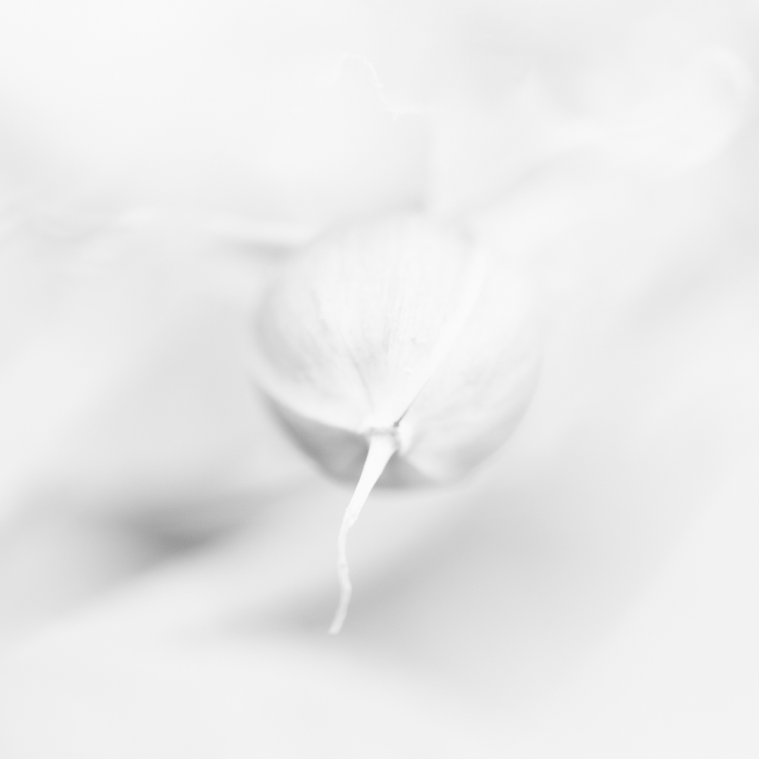 Cosmoflora