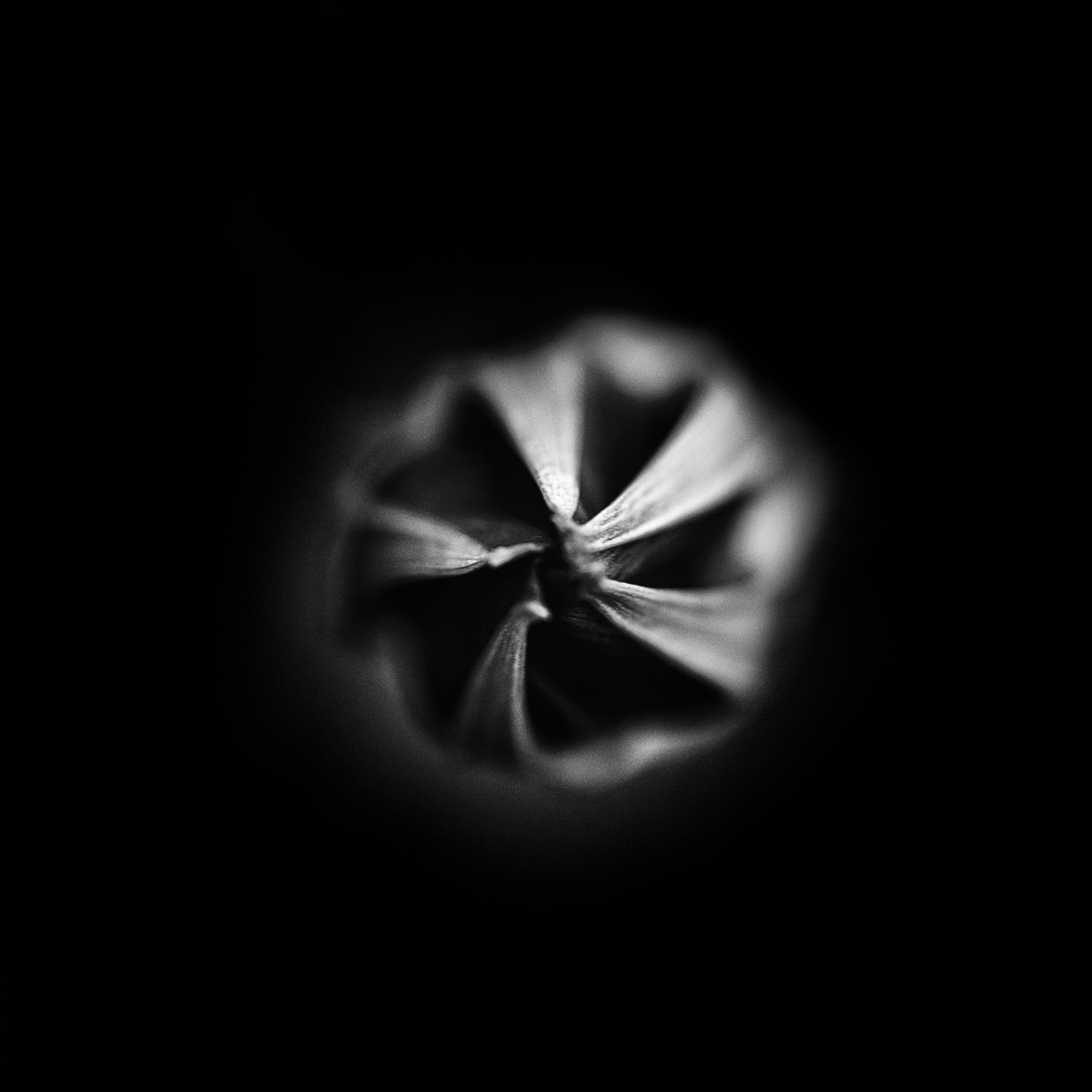 Cosmoflora
