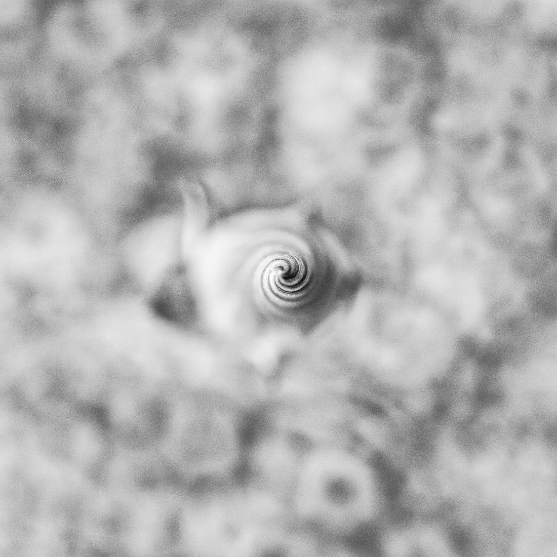 Cosmoflora