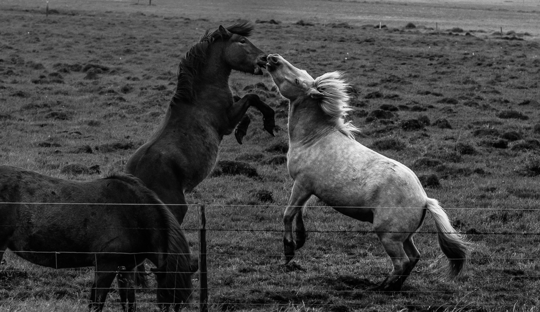 Wild horses.