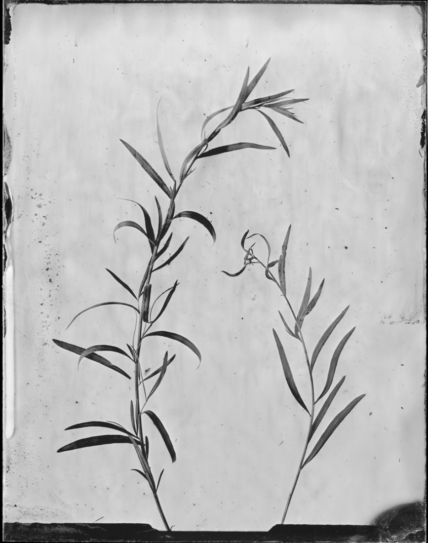 Silver Herbarium