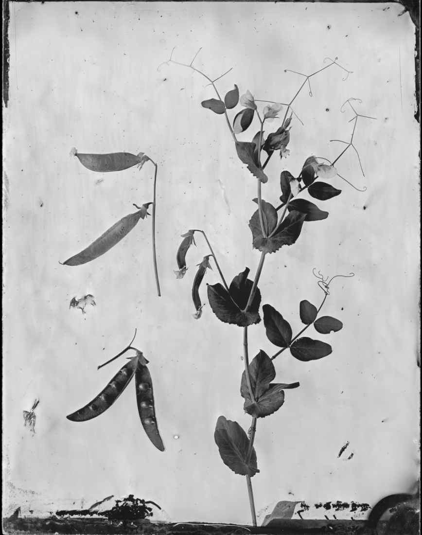 Silver Herbarium