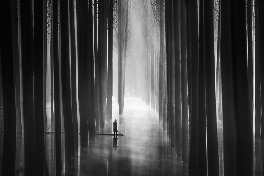 There are no more birds: NARCISO