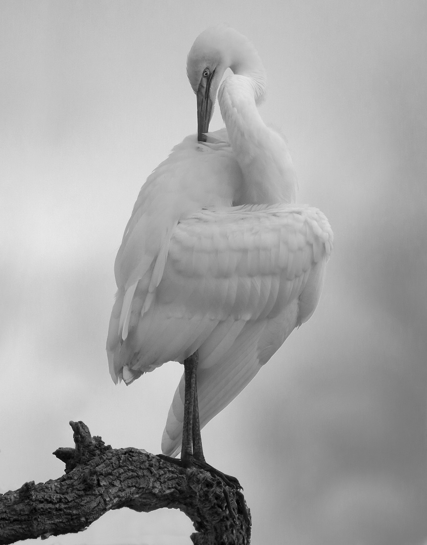 Egret Grooming Ballet