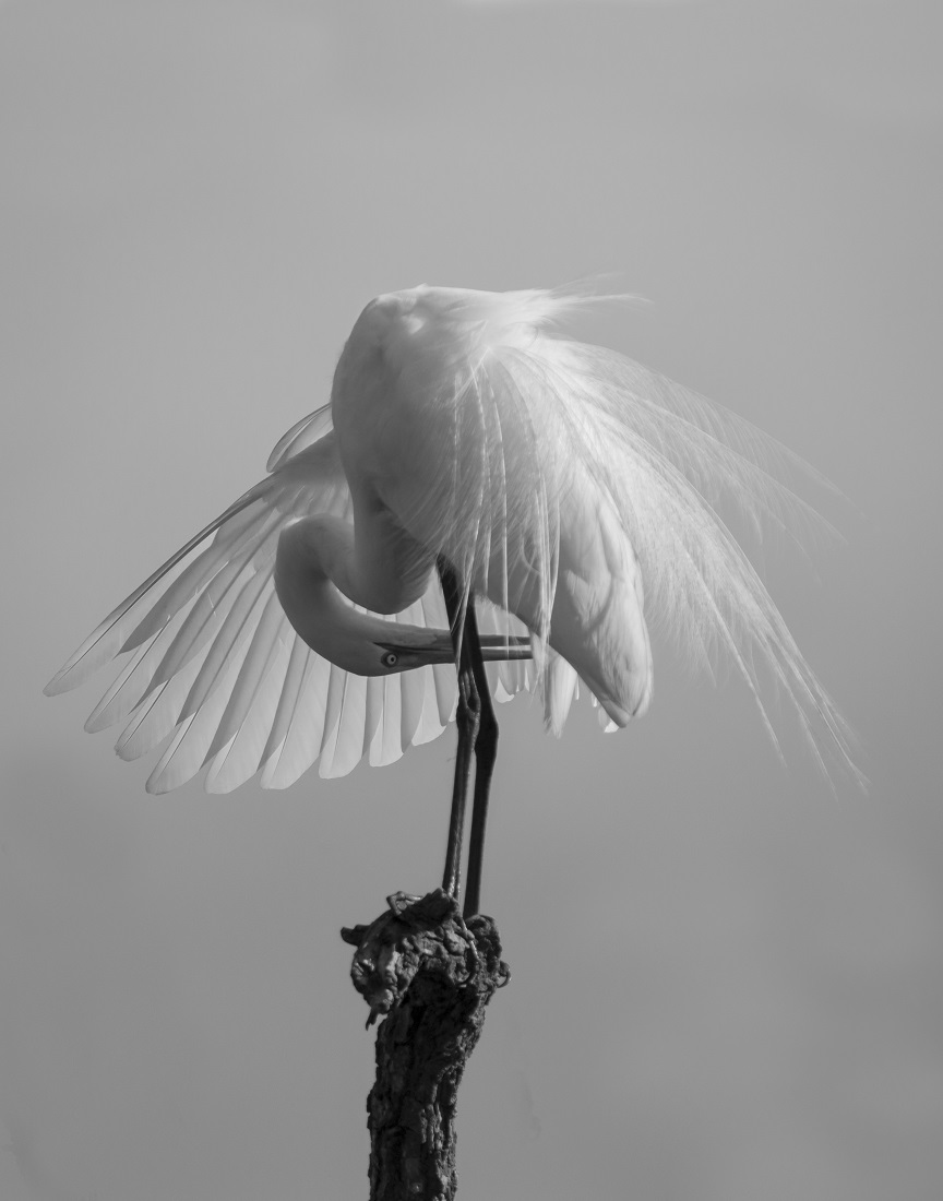 Egret Grooming Ballet