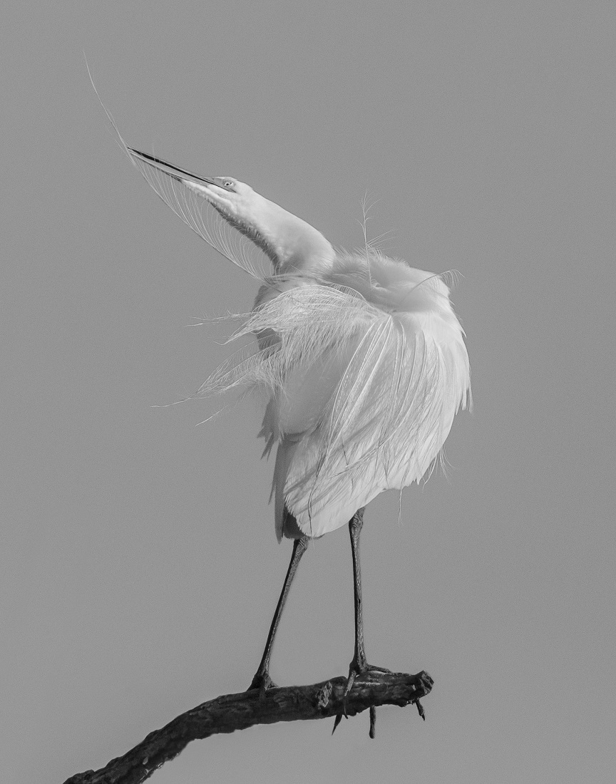 Egret Grooming Ballet