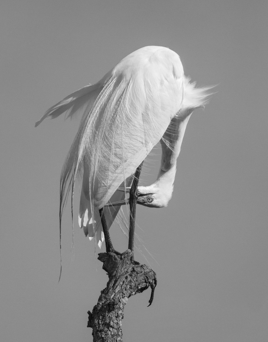 Egret Grooming Ballet