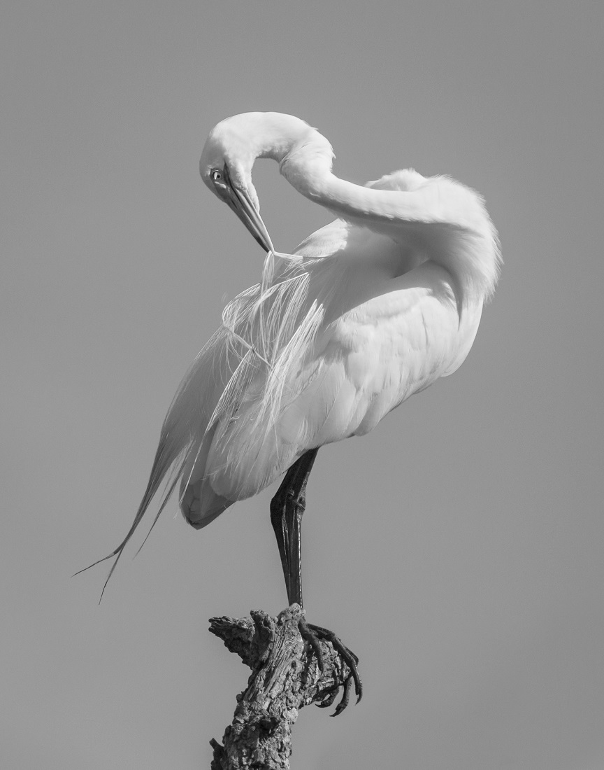 Egret Grooming Ballet