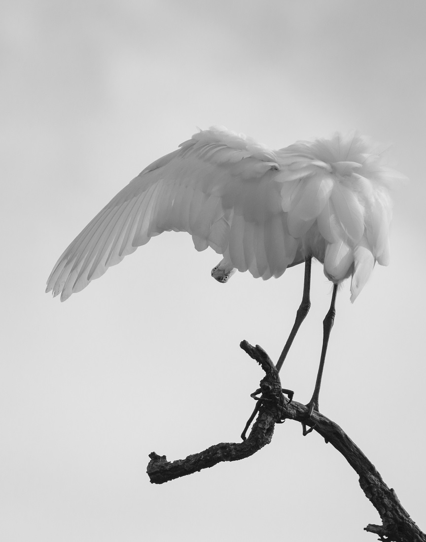 Egret Grooming Ballet