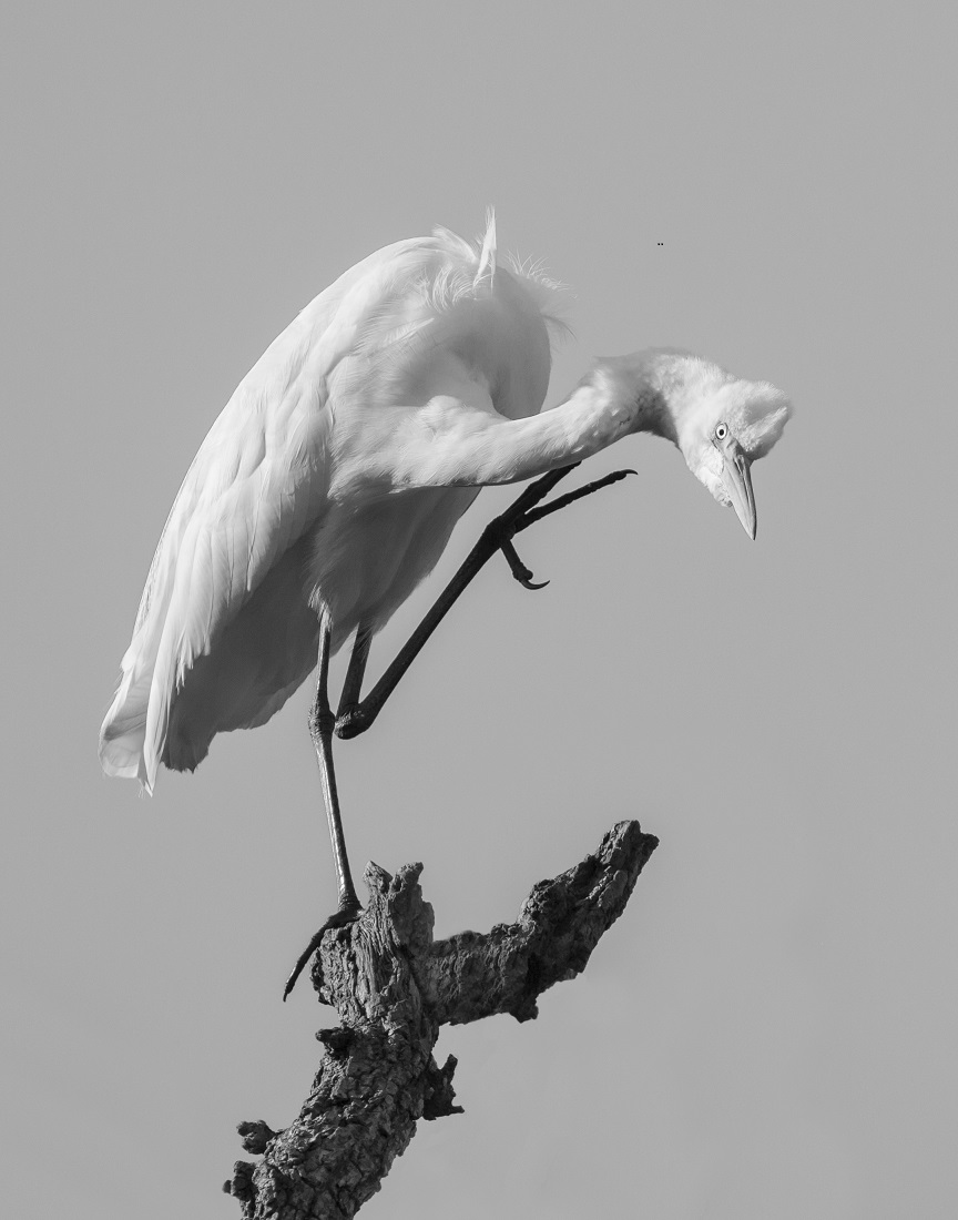 Egret Grooming Ballet