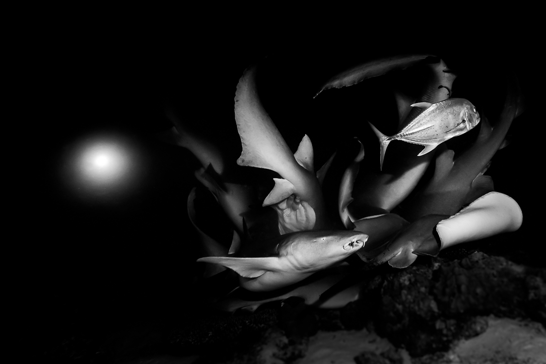 Night dive with nurse sharks