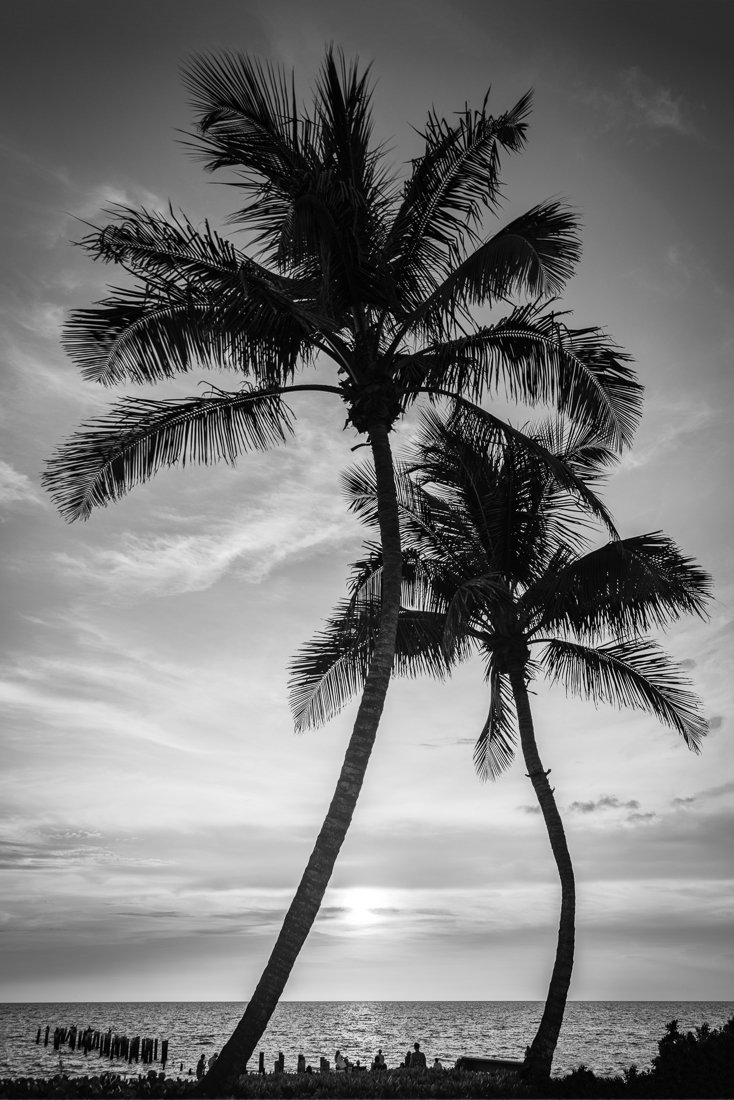 Giant Palms