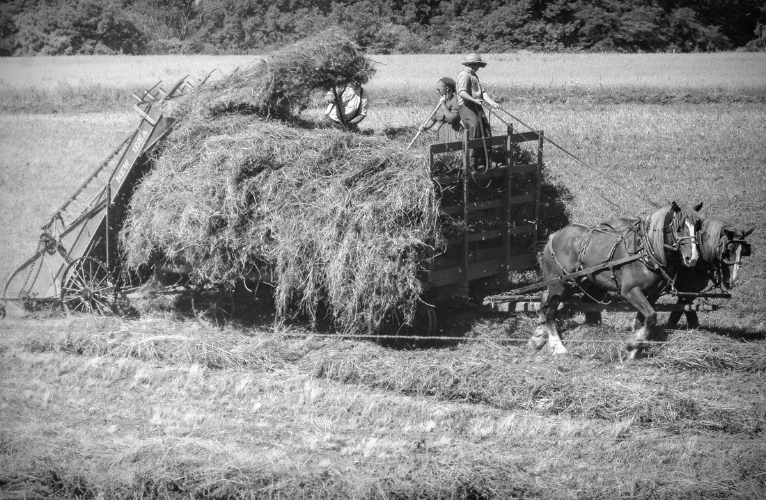 Old Order Amish Children with Buggies