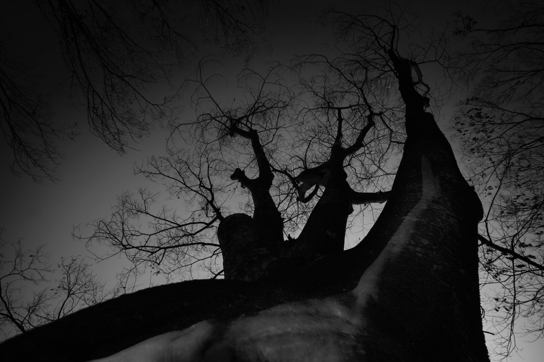 I want to be a tree