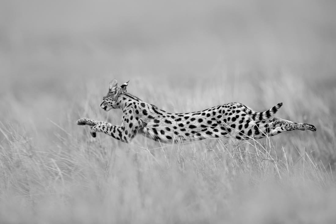 Leaping Serval