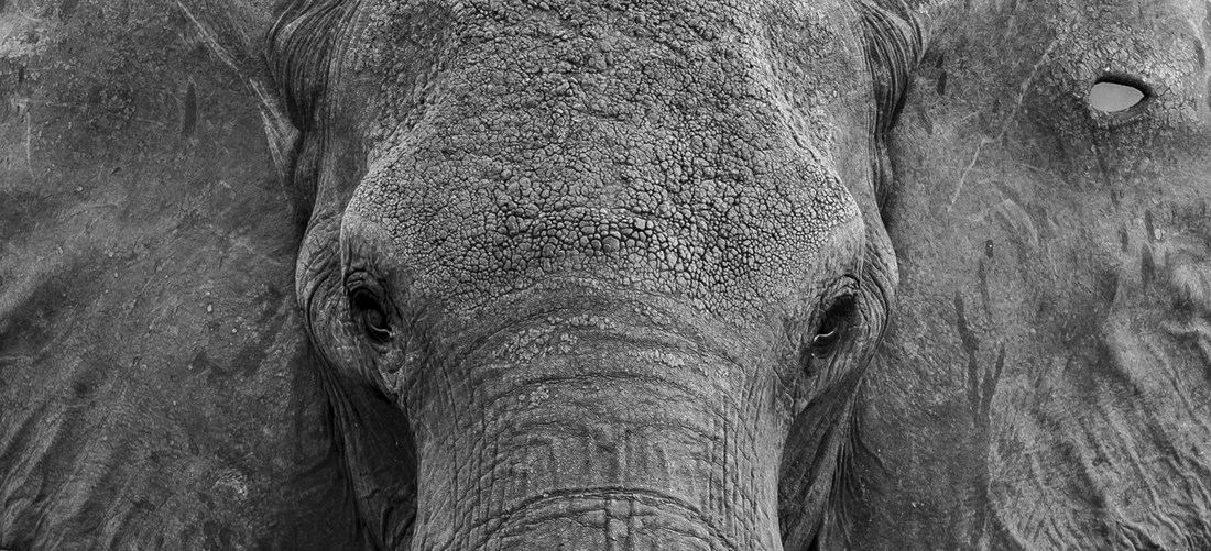 Elephant Head On