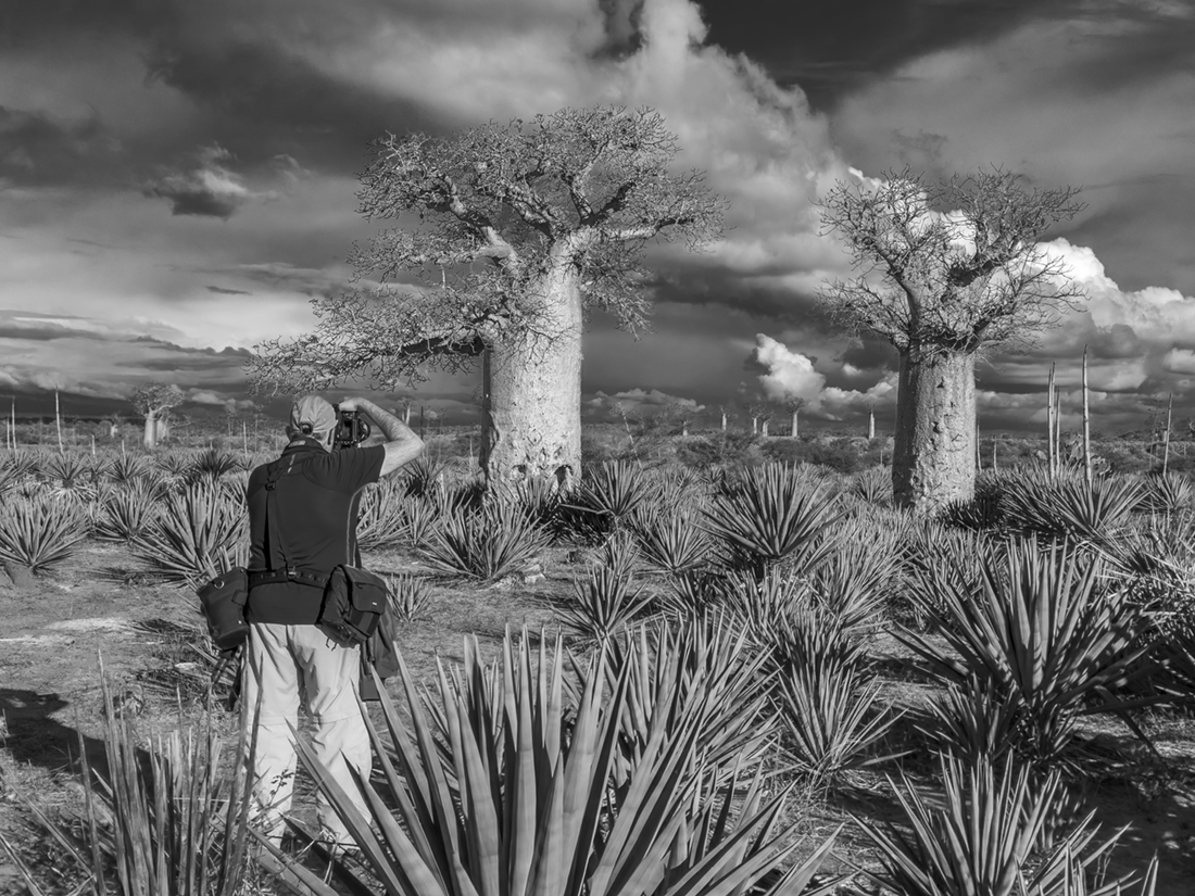 Stormy sky over Baobabs 