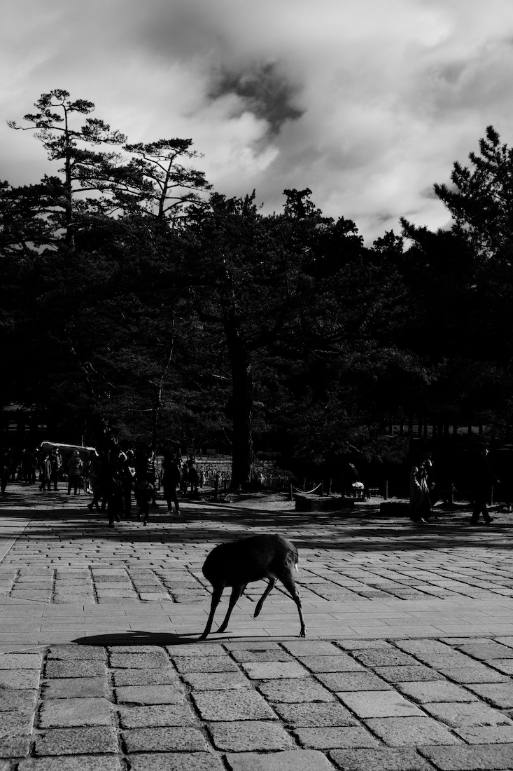 UNFREE DEER