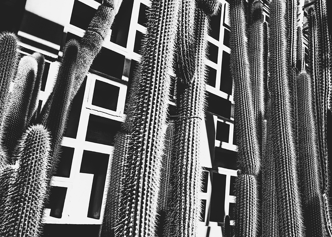 Cactus