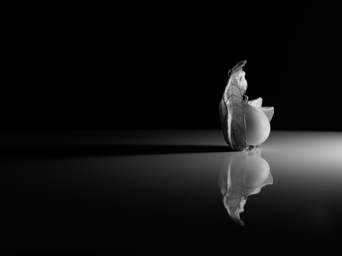 fragility of the physalis