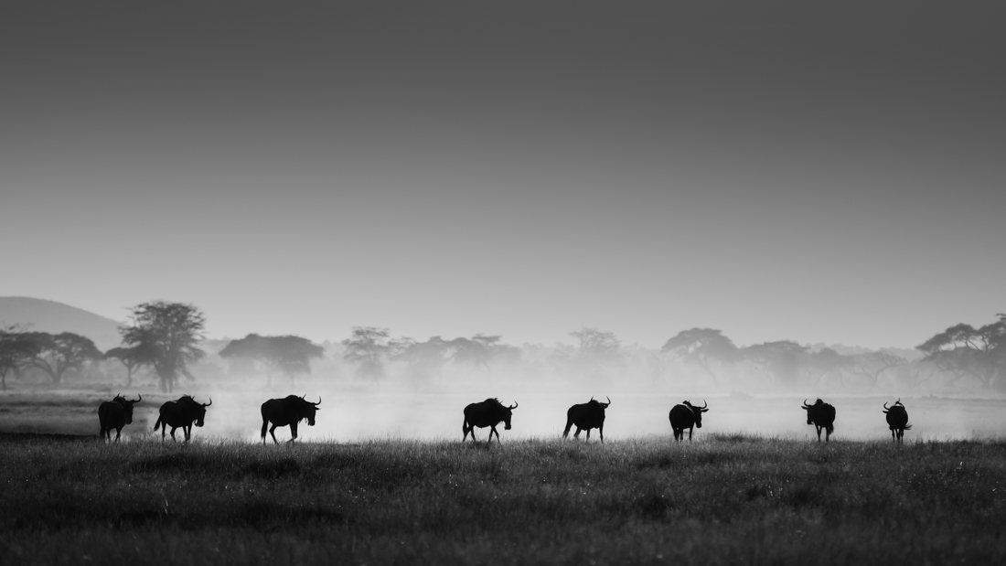 Wildebeests in Amboseli