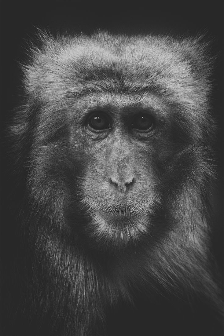 Portrait of japanese macaque