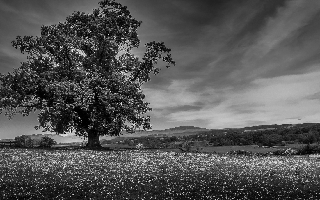 Scottish Lowlands along the John Muir Way
