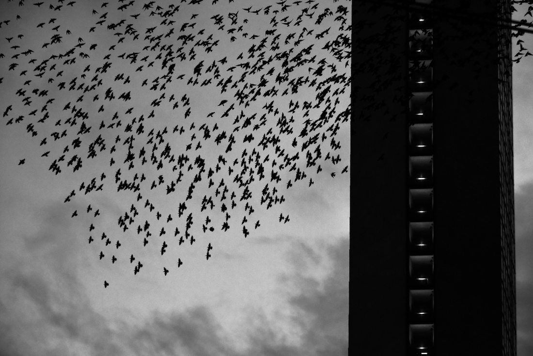 Migration.