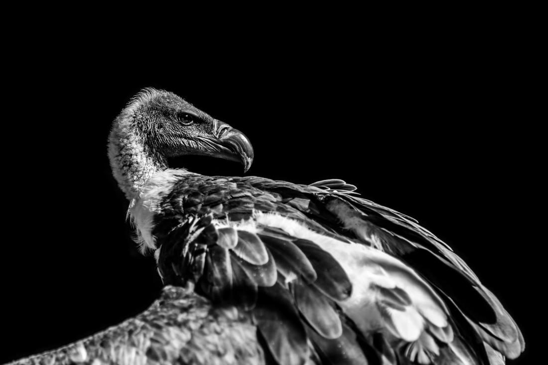 Griffon vulture with majesty