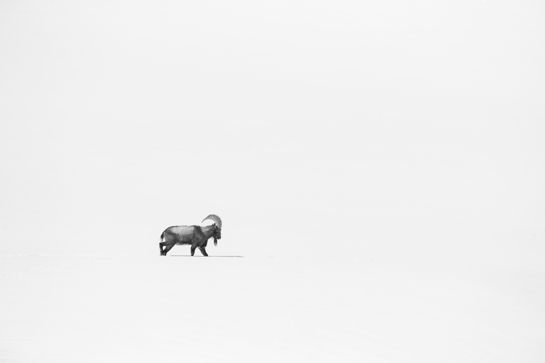 Ibex  on the plains of himalayas