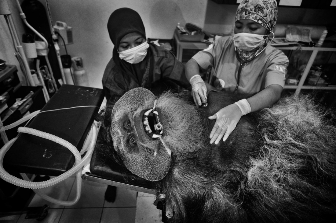 Saving Orangutans