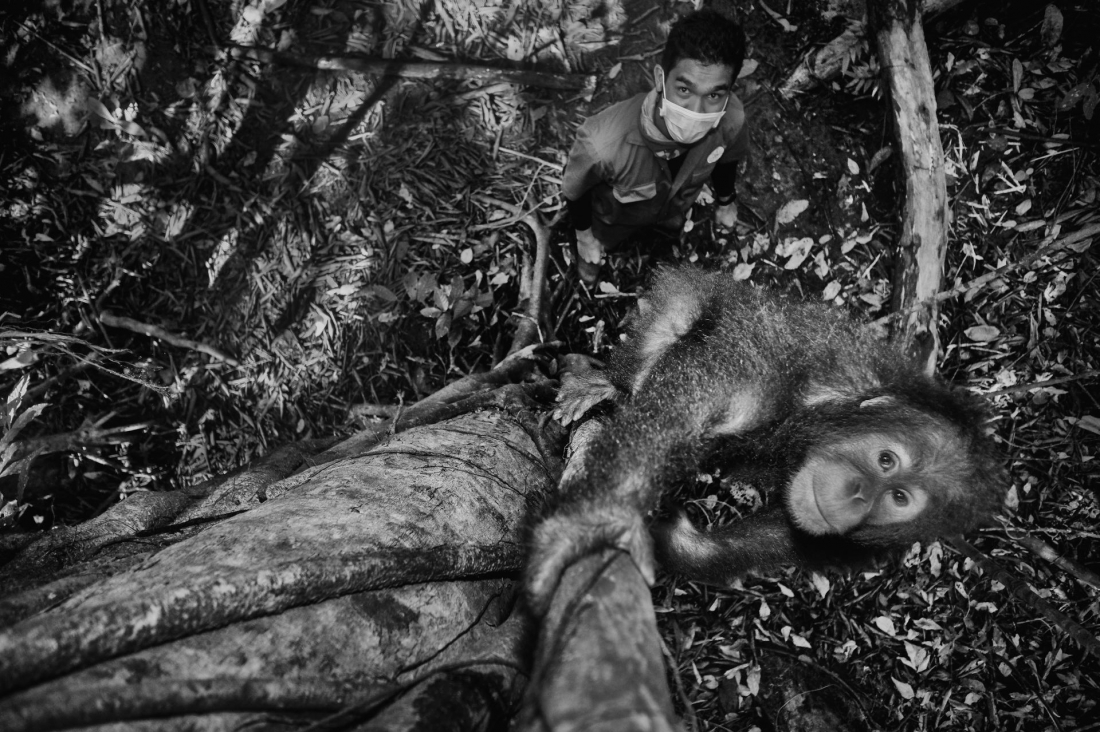 Saving Orangutans
