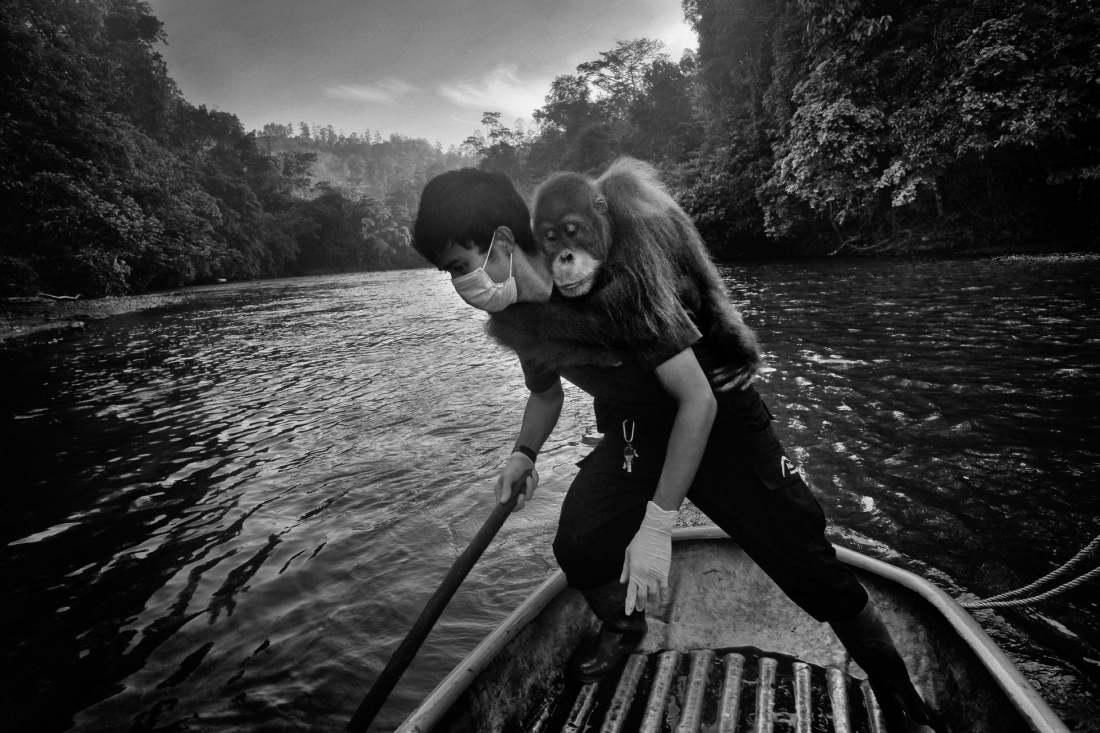 Saving Orangutans