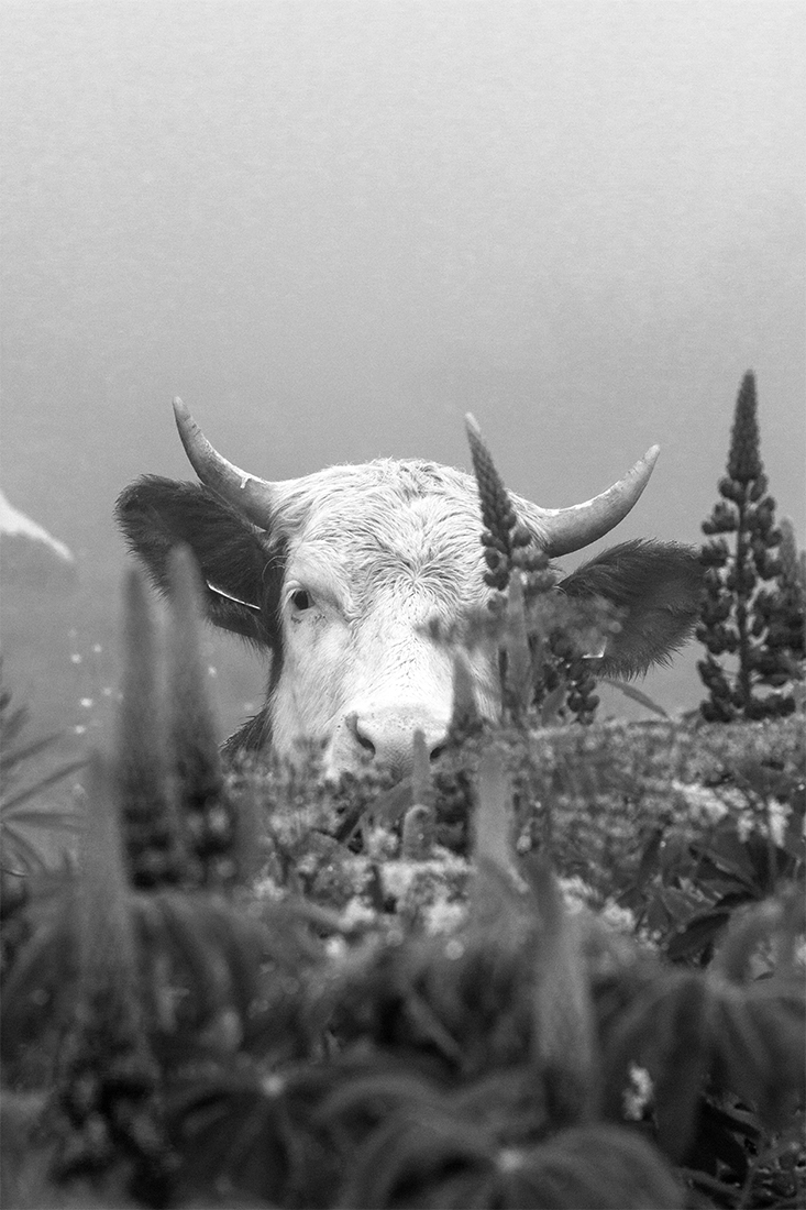 Mooh!