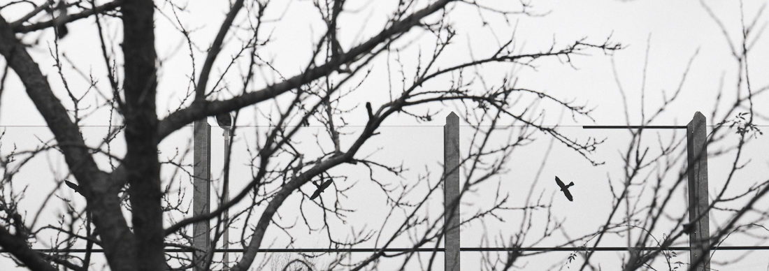 Silence Beyond The Wall