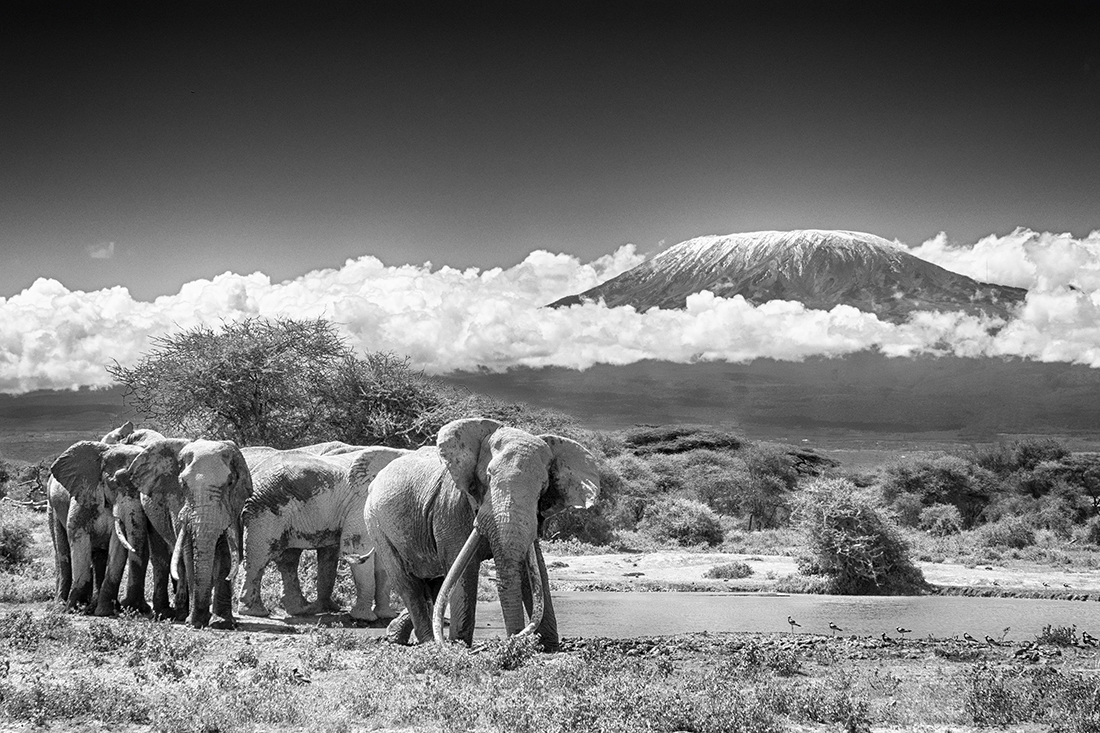 Elephants at Amboseli National Park