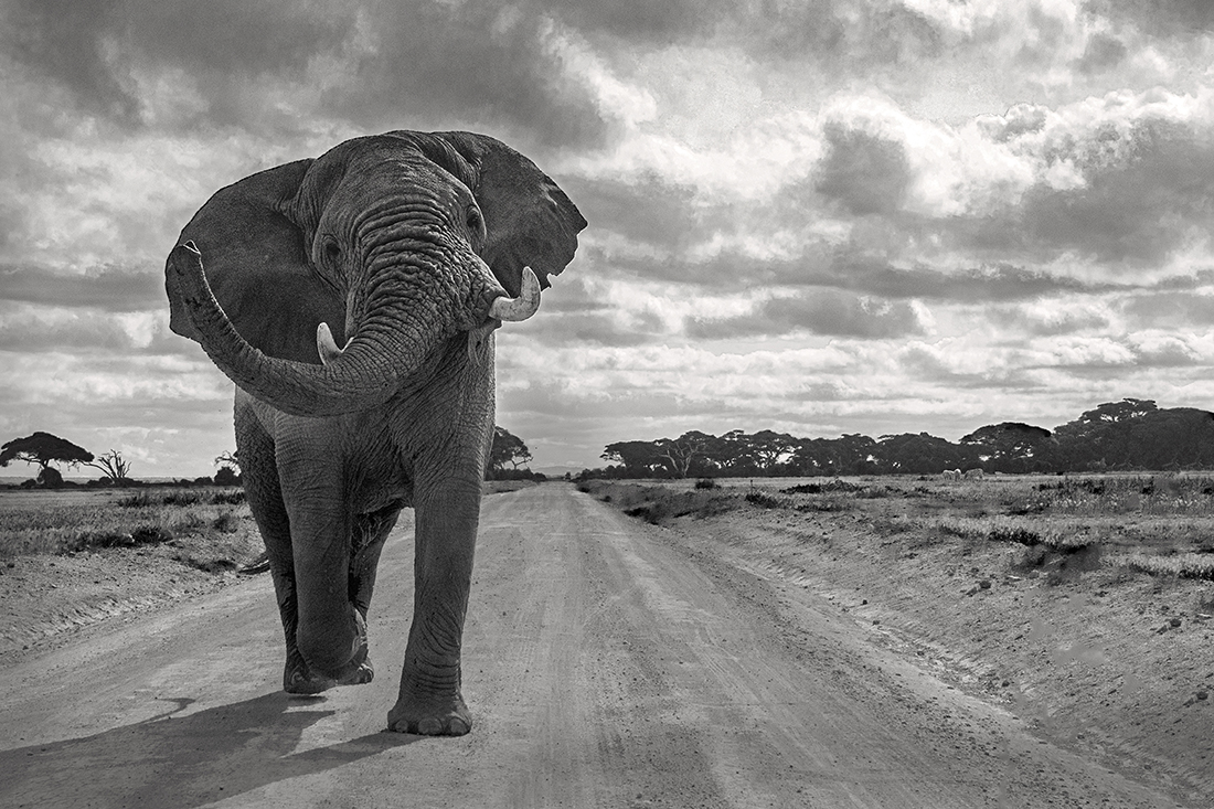 Elephants at Amboseli National Park