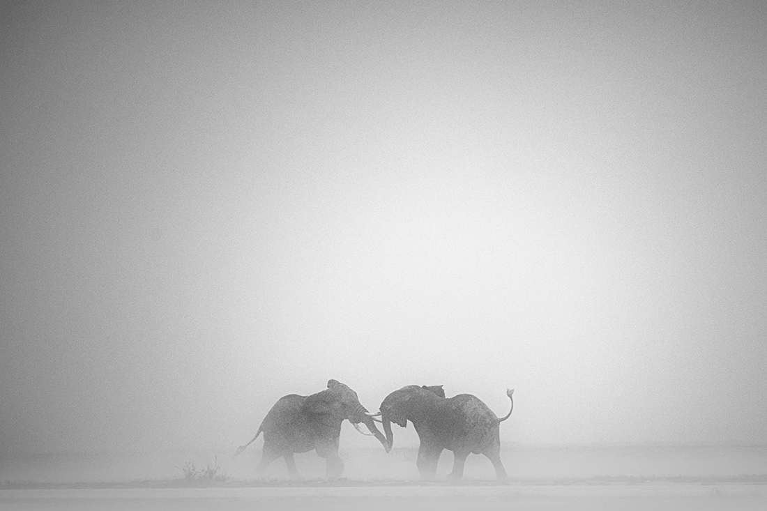 Elephants at Amboseli National Park