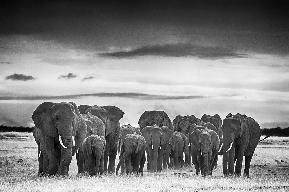 Elephants at Amboseli National Park
